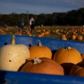 Pumpkins sit in a wheelbarrow at Tulleys farm in Crawley, England.