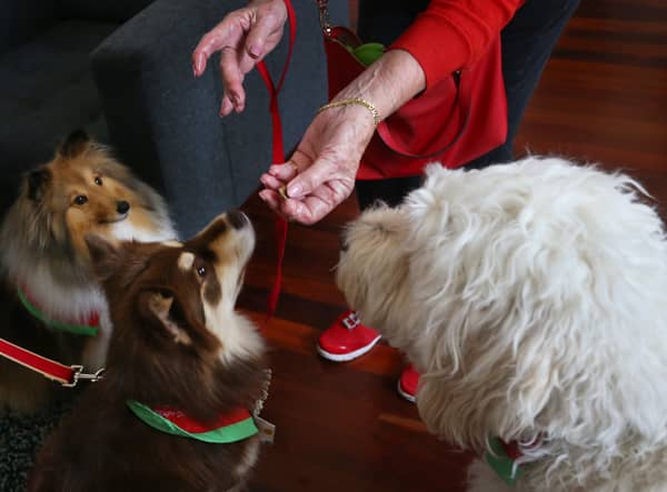 Can you feed a dog Christmas dinner? Items not to feed your pets from the Christmas dinner leftovers