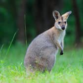 A man out on a walk in a UK suburb was left stunned after seeing what he believed to be a kangaroo. Stock picture of a wallaby