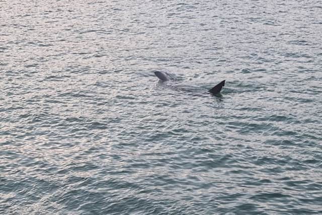 A tourist has released footage of their encounter with a "huge" shark swimming around a harbour in UK waters.