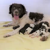 A family in Dorchester has seen the birth of an extremely rare litter of Wetterhoun puppies.