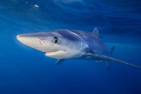 Blue shark swims near the surface (photo: tswinner)