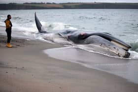 The whale (not pictured) got stranded on a sandbank just off Bridlington's South Beach