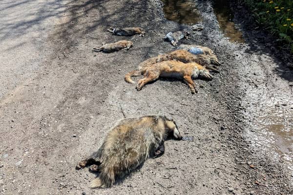 The deaths of two foxes, four rabbits and a badger all found dead in a lay-by with dog attack-like wounds could have been caused by illegal hunting. (RSPCA/SWNS)