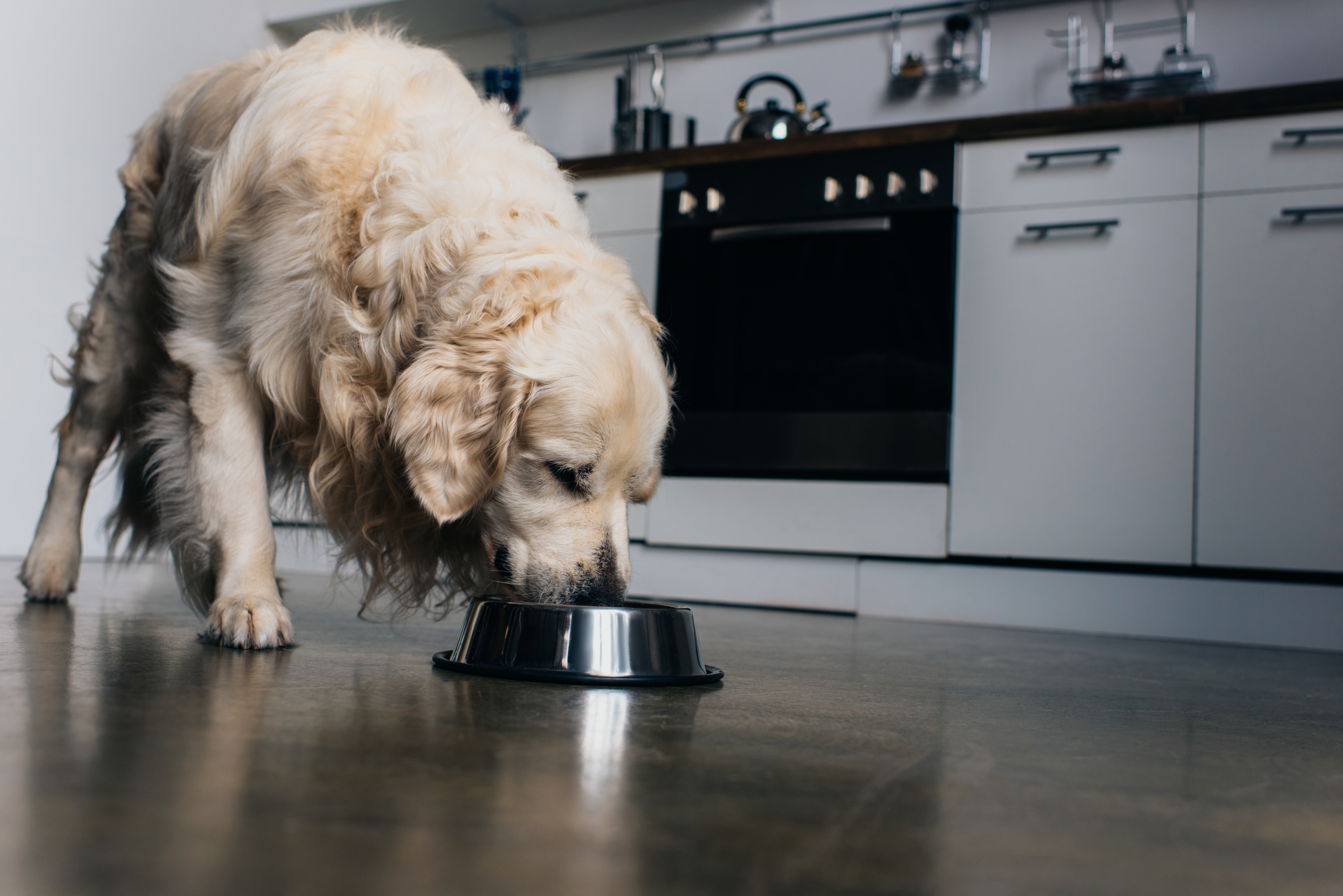 Dog owners issued urgent warning over pet food | NorthernIrelandWorld - Vimarsana News