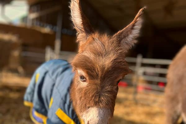 Staff at a farm have been left “devastated” after a baby donkey was stolen from her “distressed” mum in broad daylight. 