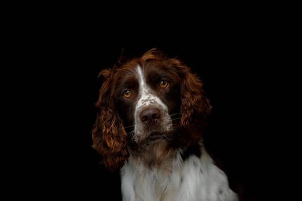 Vet asks dog owners to protect their pets against lungworm as cases of deadly parasite soar
