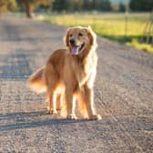 The exact time you should walk your dog in the heatwave according to an expert