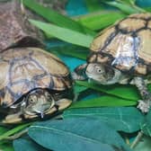 Endangered turtles stolen from UK zoo in ‘concerning’ and ‘targeted theft’ 