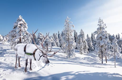 easyJet has launched eight new routes from eight UK airports this winter, including one of the most popular Christmas destinations, Lapland.