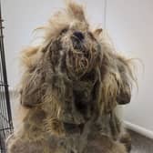 Pepper was found ‘extremely matted'