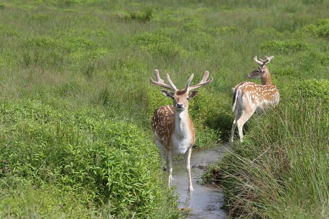 Generic image of two deer