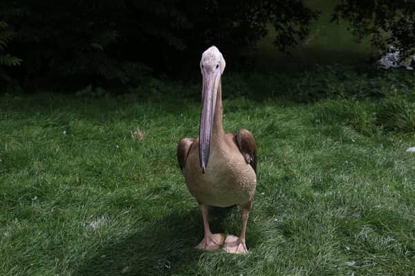 An Eastern white pelican chick