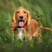 Cocker spaniels have been named the most expensive pet to own in 2023