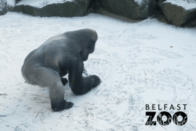 A gorilla at Belfast Zoo was having fun in the snow making snowballs, in footage captured by staff. (Credit: Belfast Zoo)