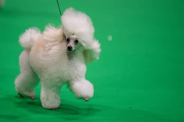 A Toy Poodle dog is judged on the third day of the Crufts dog show at the National Exhibition Centre in Birmingham, central England, on March 12, 2022. (Photo by OLI SCARFF / AFP)