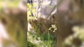 Three Asiatic lion cubs play outside for the first time.