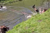 Woman is dragged into river while playing with her excited dog.