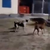 Three dogs chase off 10ft crocodile.