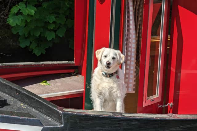 Pets are always made welcome by ABC Boat Hire