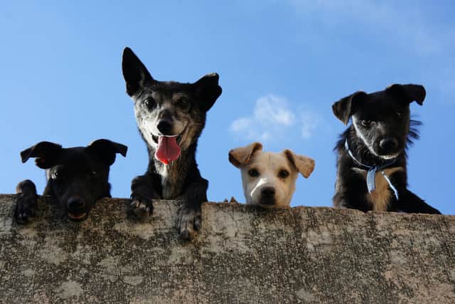 7 tips to protect your dog from theft, as new pet abduction law comes into effect. (Photo: Pexels/Edgar Daniel Hernández Cervantes)