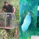 Cinnamon the capybara is located and captured.