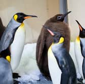 Pesto the penguin at Sea Life Melbourne.