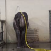 Mary the elephant takes a shower.