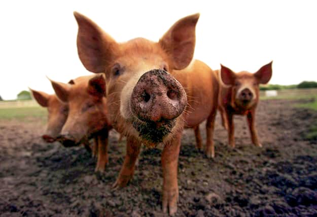 A poll of 2,000 meat-eaters found the youngest generation are most conscious about where their food originated from