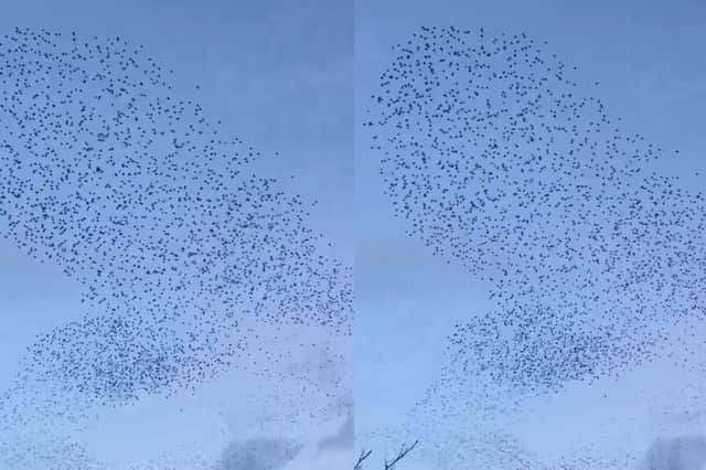 Belfast’s “iconic” Albert Bridge starling murmuration.