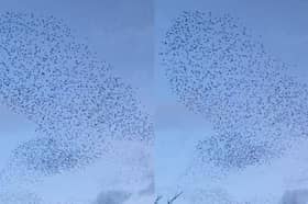 Belfast’s “iconic” Albert Bridge starling murmuration.