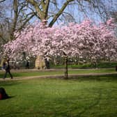 A woman lays near to a blooming cherry blossom tree, as she reads her book.