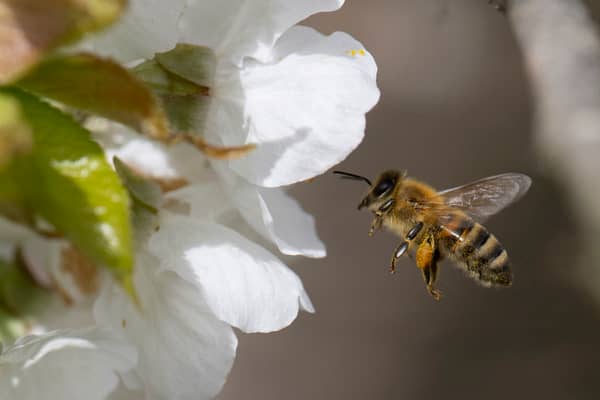 Around 10 people die in the UK every year from bee and wasp stings.