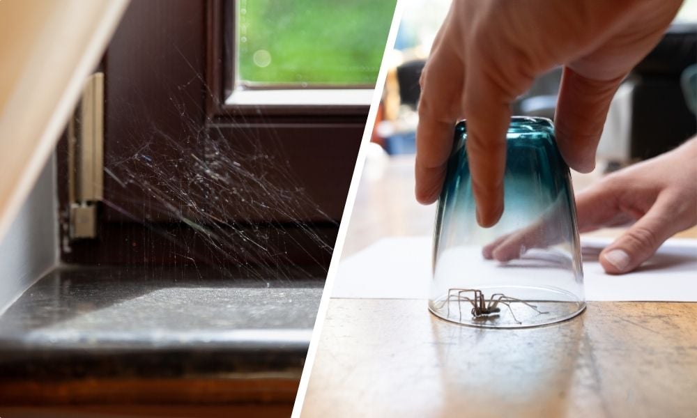 Spider season: Three reasons you need these expert hunters in your home - and how they can help you
