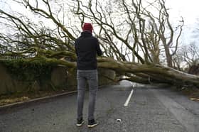 A fallen tree brought down during Storm Éowyn blocks the road in January 2025 in Holywood, near Belfast, Northern Ireland.