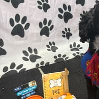 K9 Clubhouse’s best dressed dogs raise £330 for multiple sclerosis