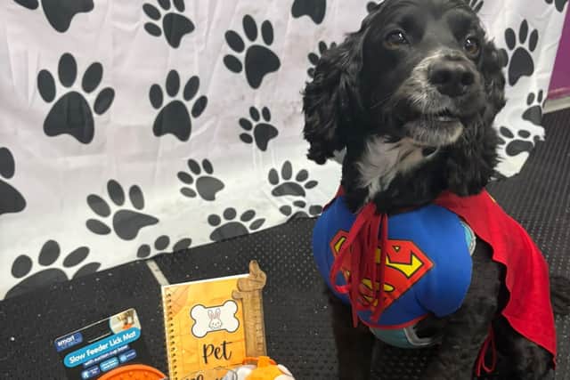 Finn wins 1st Prize dressed as Superman at K9 Clubhouse’s best dressed competition, which raised £330 in aid of multiple sclerosis\.