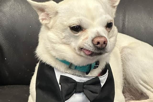 Bert dressed for a Black Tie Party!