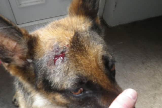 Man was fined for failing to seek vet's help with a dog which had suffered a head injury
