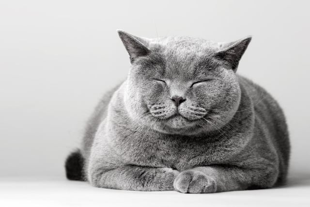 As lazy as  they come. Relaxed and chilled, but very independent. If you're looking for a needy breed - avoid this one. The British Shorthair does life on its terms so an innocent grab for a cuddle by a child could be met with short shrift.