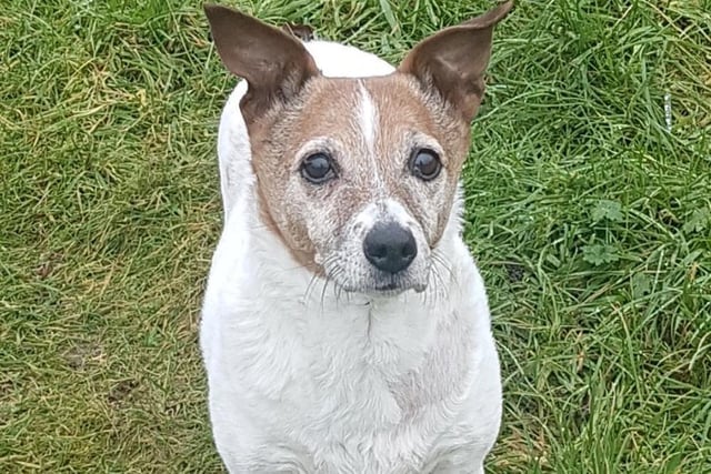 Name: Jess
Breed: JRT
Sex: Female
Age: 14 years and one month