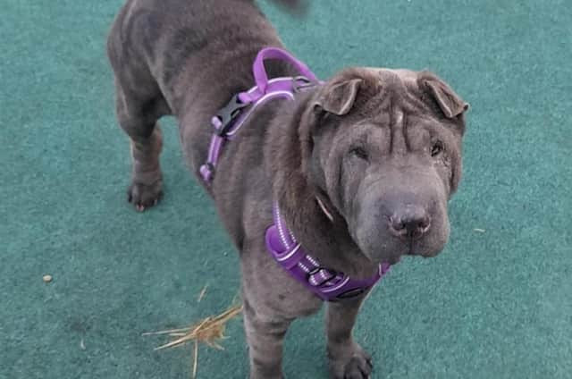 Name: Bella
Breed: Shar-Pei
Sex: Female
Age: Four years, one month