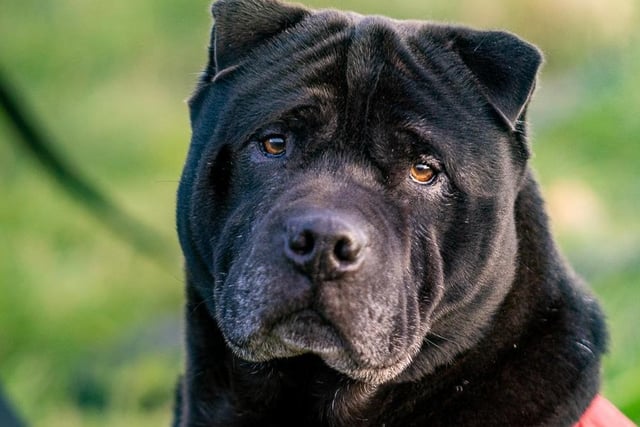 Name: Marlie
Breed: Shar-Pei. Sex: male. Age: Seven years and two months