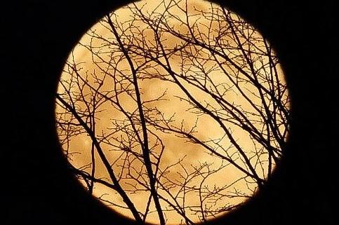 Sue Billcliffe also shared the snowmoon behind the trees.