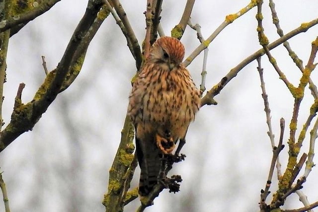 Kestrel looking for his dinner at Ryhill, taken by stphotography.