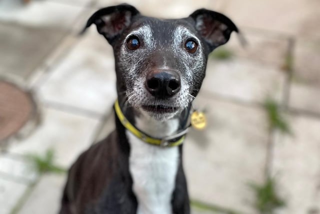 Sully is a sweet, ten-year-old lurcher with a calm, yet sensitive nature. He's a friendly boy but likes to build a relationship at his own pace.