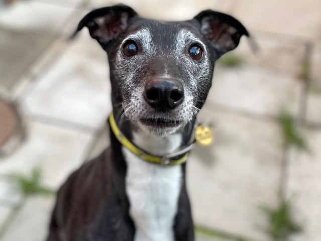 Sully is a sweet, ten-year-old lurcher with a calm, yet sensitive nature. He's a friendly boy but likes to build a relationship at his own pace.