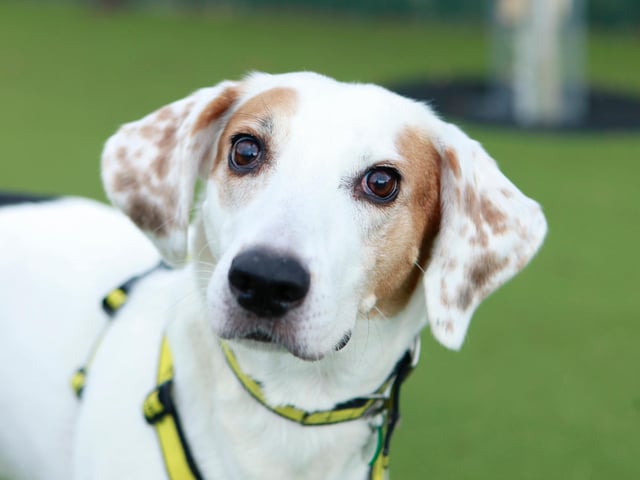 Little Bailey is a fun-loving, eight-year-old trailhound with a sensitive side. She tends to form strong bonds quickly and loves fuss and affection.