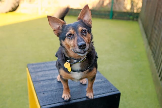 Lemmy is a seven-year-old terrier cross with tonnes of character. An interactive little chap who has a big love for his toys, he particularly enjoys a game of fetch and swap and he's also keen to participate in his training.