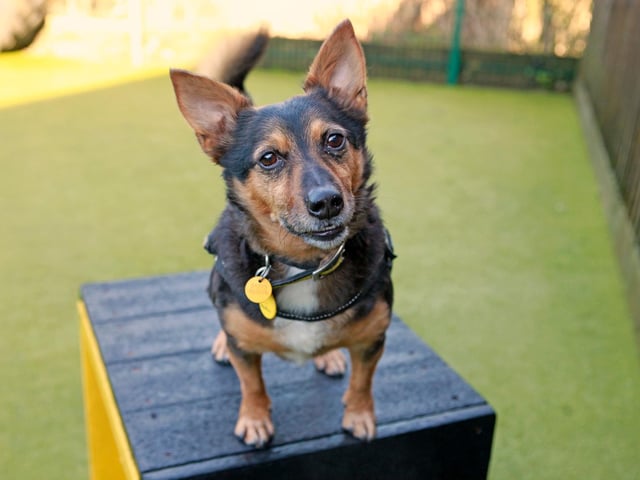Lemmy is a seven-year-old terrier cross with tonnes of character. An interactive little chap who has a big love for his toys, he particularly enjoys a game of fetch and swap and he's also keen to participate in his training.